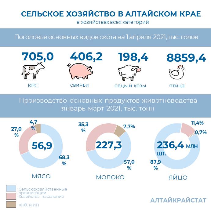 «О сельском хозяйстве Алтайского края в январе-марте 2021 года» - с инфографикой по животноводству..